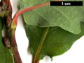 SpeciesSub: 'Crimschmidt' (Q.alba × Q.robur)